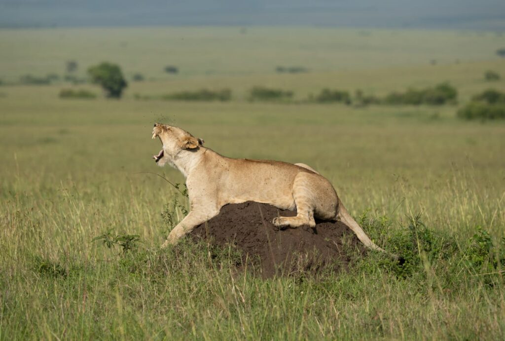 lioness in masai mara