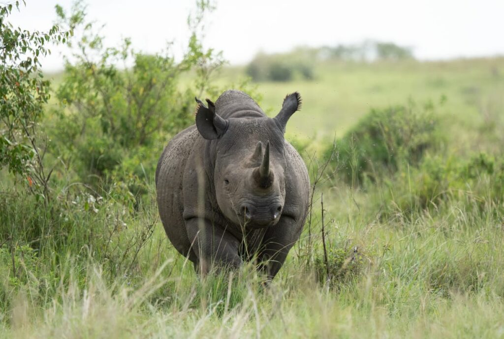 rhino in masai mara