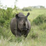 rhino in masai mara