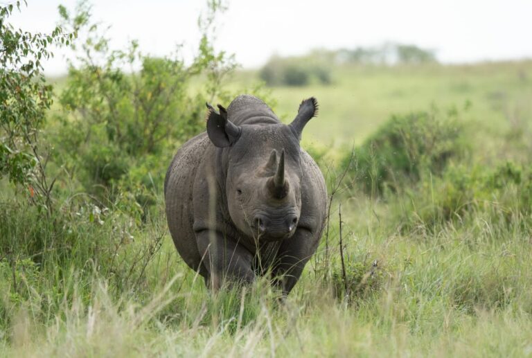 rhino in masai mara