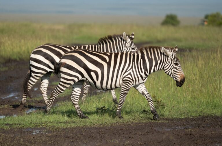 zebras in masai mara
