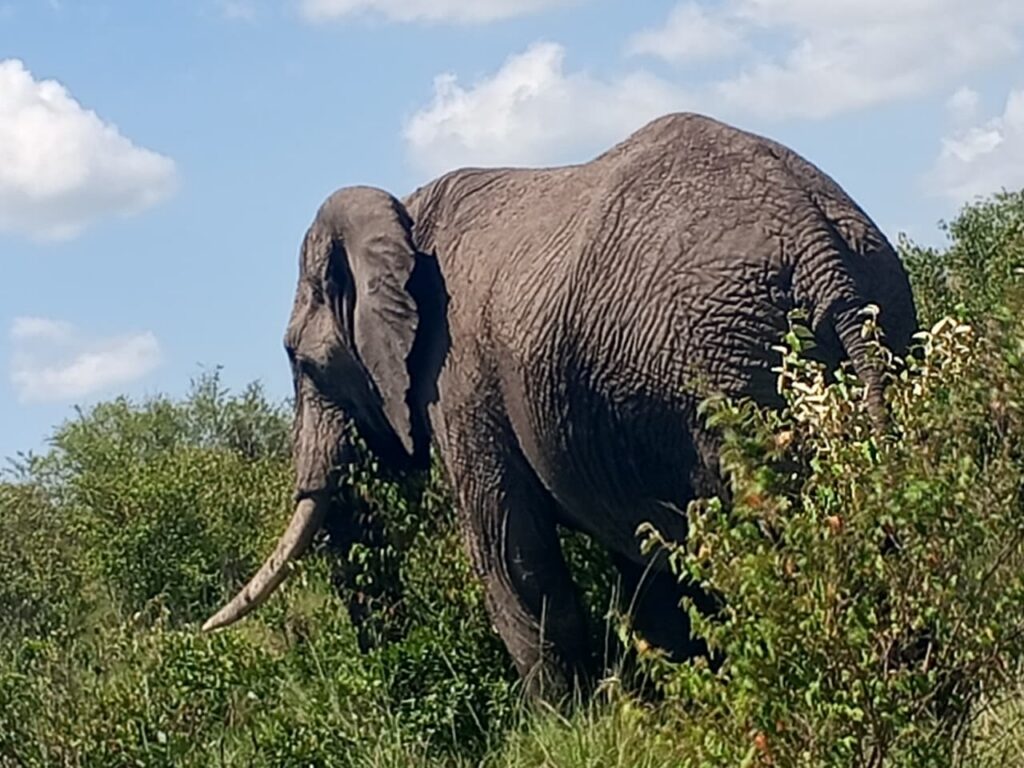 elephant