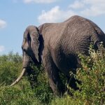 elephant