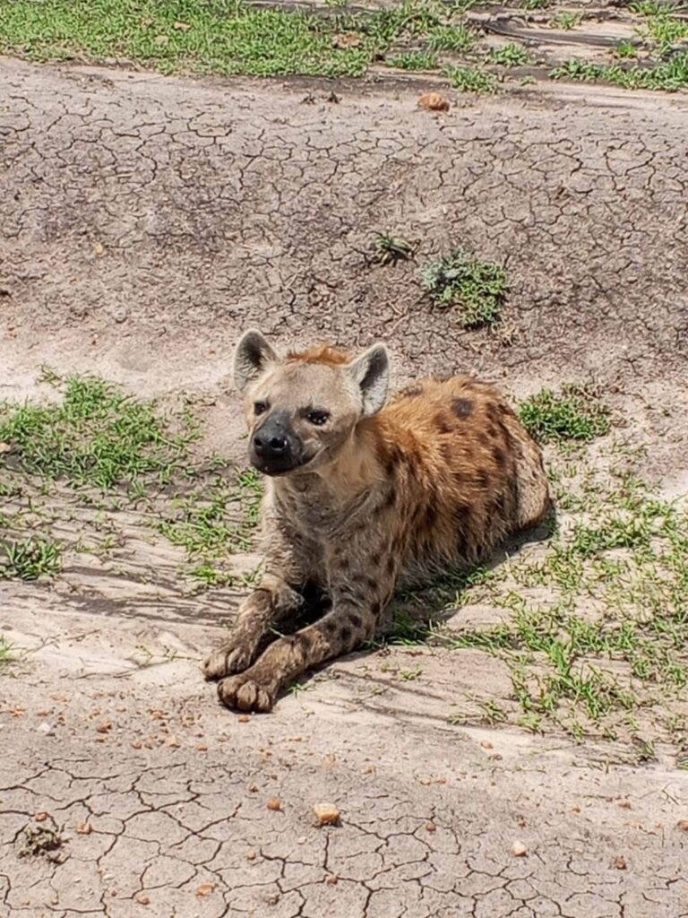 hyena