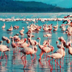 kenya flamingos