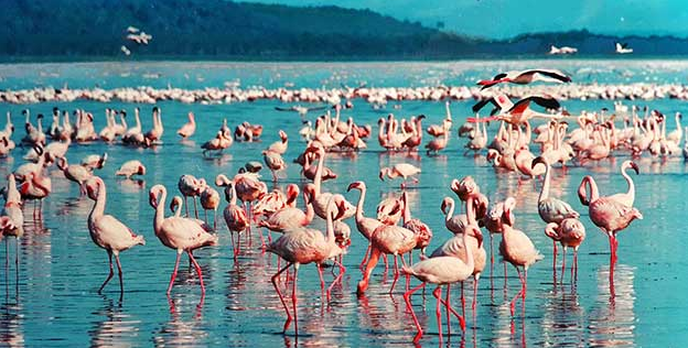 kenya flamingos